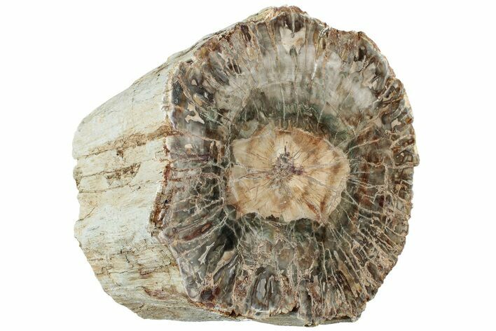 Polished Petrified Wood Log Section - Madagascar #229603